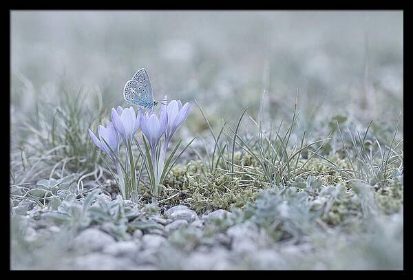 Spring Butterflys First Visit