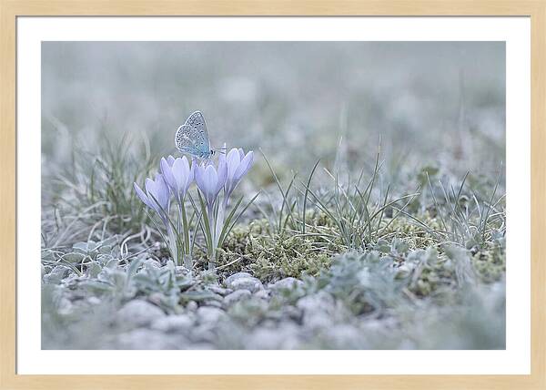 Spring Butterflys First Visit