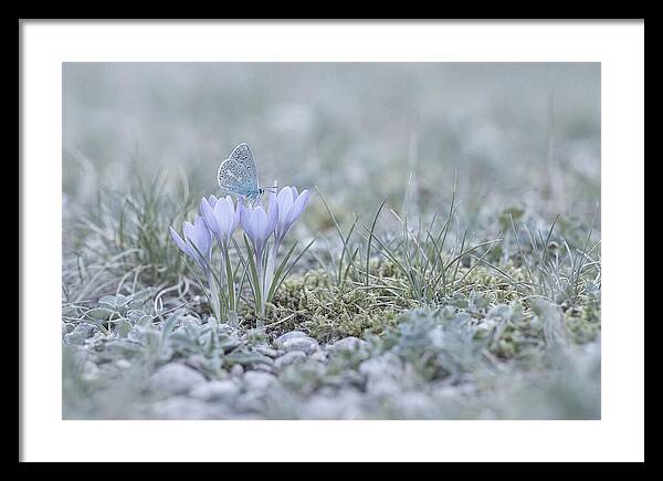 Spring Butterflys First Visit