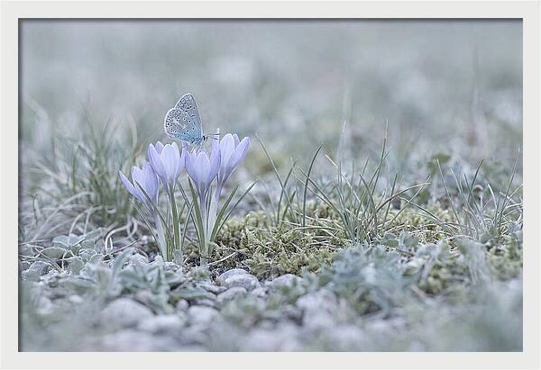 Spring Butterflys First Visit
