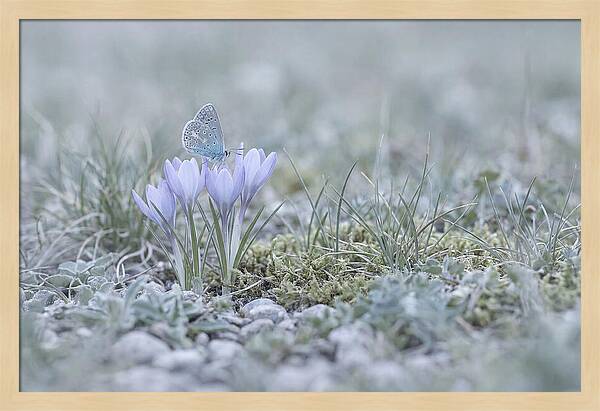 Spring Butterflys First Visit