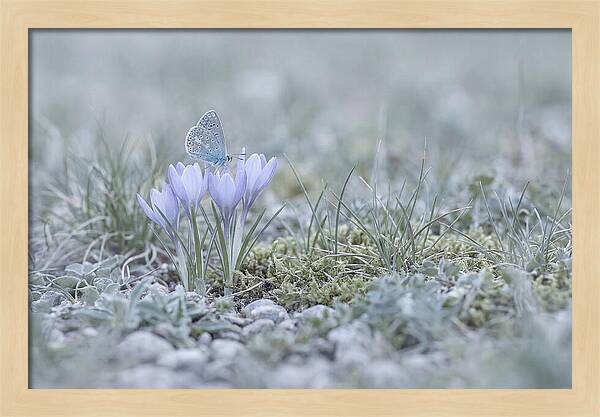 Spring Butterflys First Visit