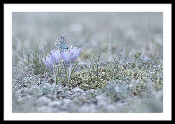 Spring Butterflys First Visit