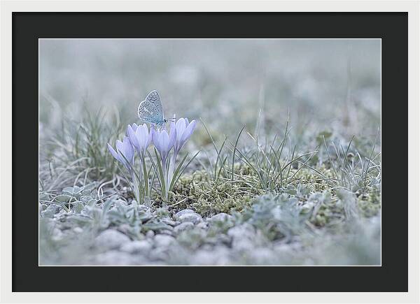 Spring Butterflys First Visit