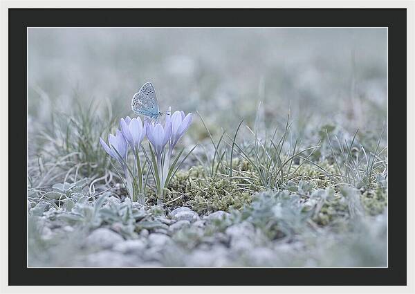 Spring Butterflys First Visit