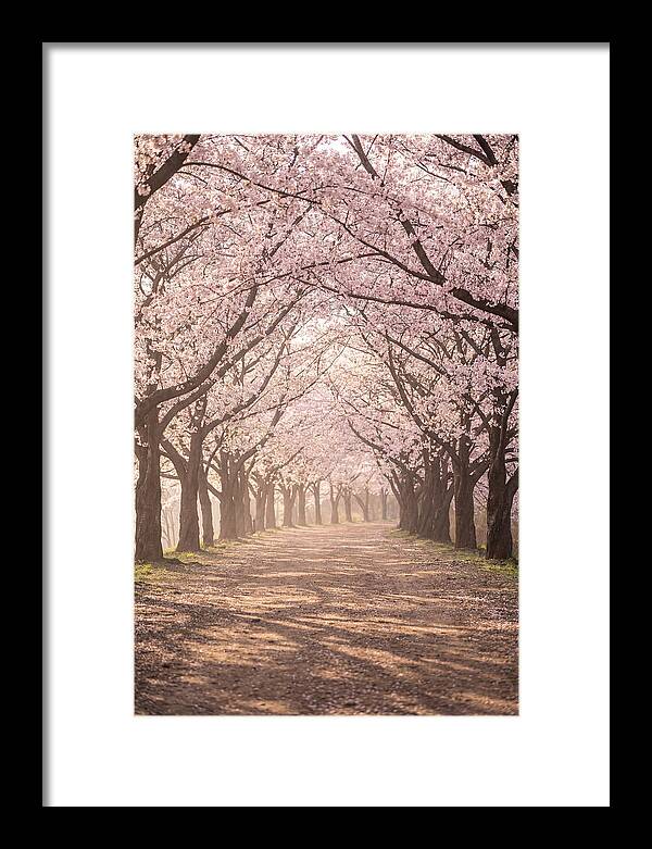 Spring Cherry Blossoms Pathway