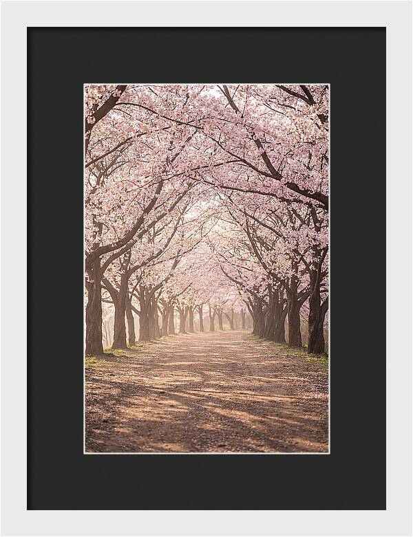 Spring Cherry Blossoms Pathway