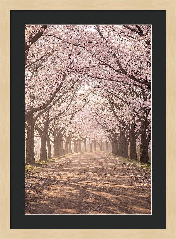 Spring Cherry Blossoms Pathway