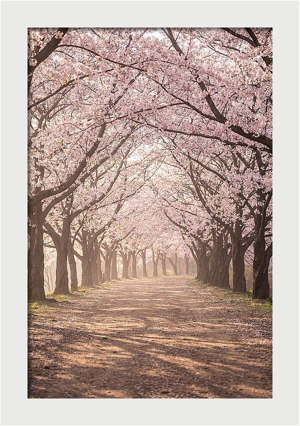 Spring Cherry Blossoms Pathway