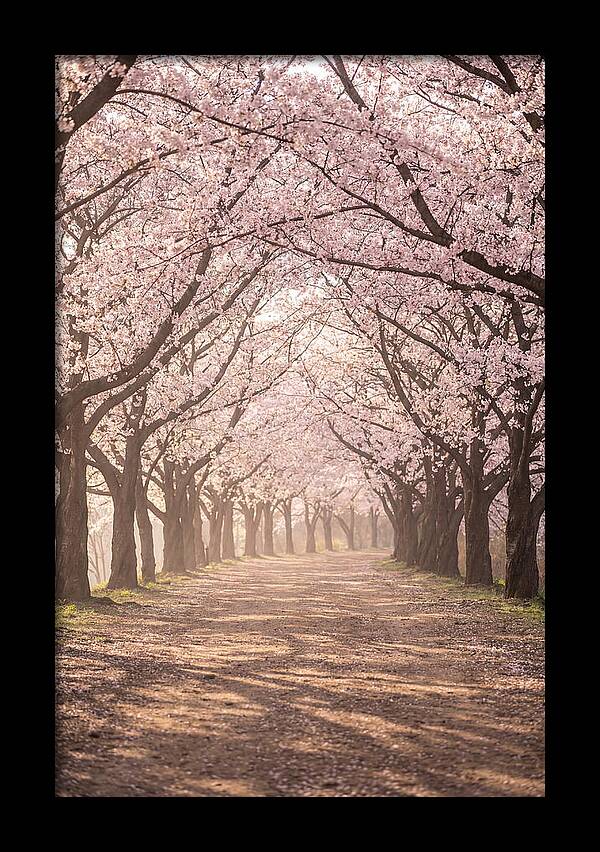 Spring Cherry Blossoms Pathway