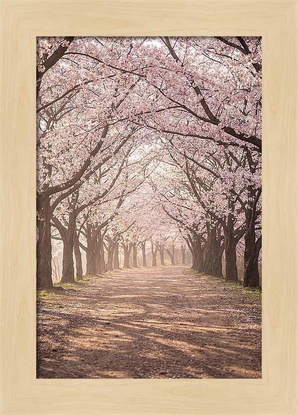 Spring Cherry Blossoms Pathway