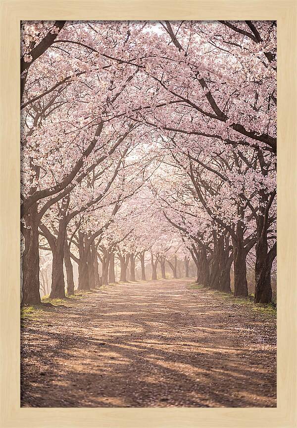 Spring Cherry Blossoms Pathway