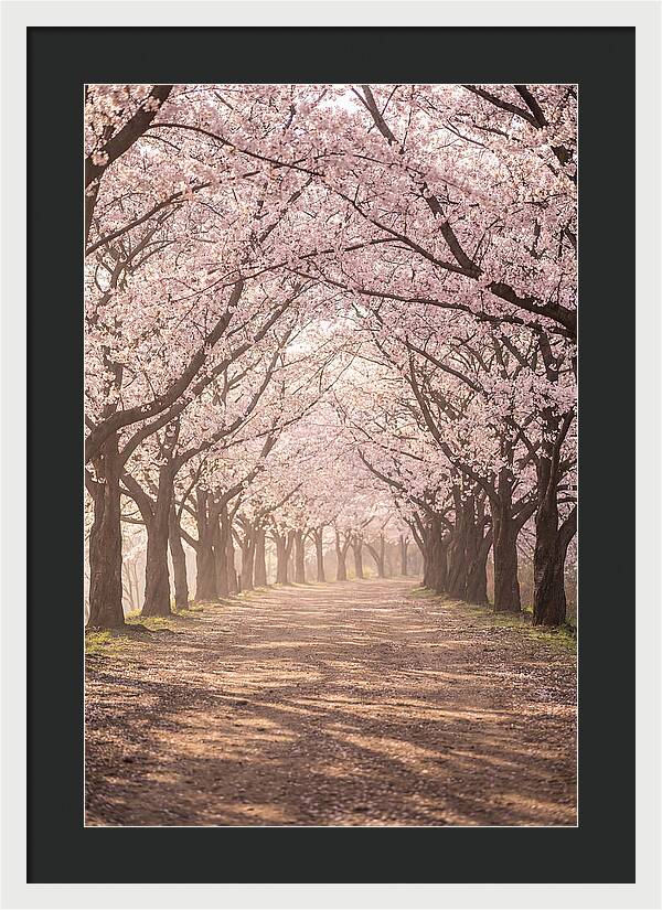 Spring Cherry Blossoms Pathway