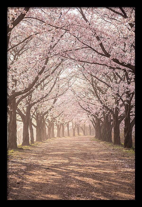 Spring Cherry Blossoms Pathway