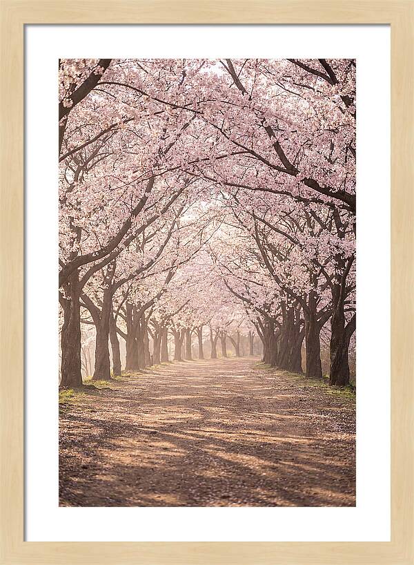 Spring Cherry Blossoms Pathway