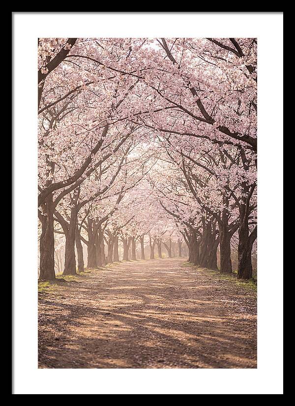 Spring Cherry Blossoms Pathway