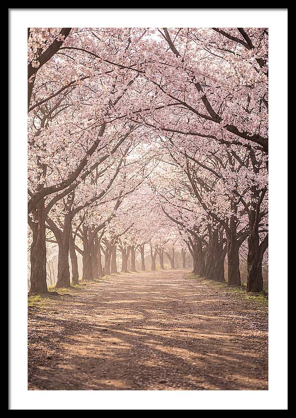 Spring Cherry Blossoms Pathway