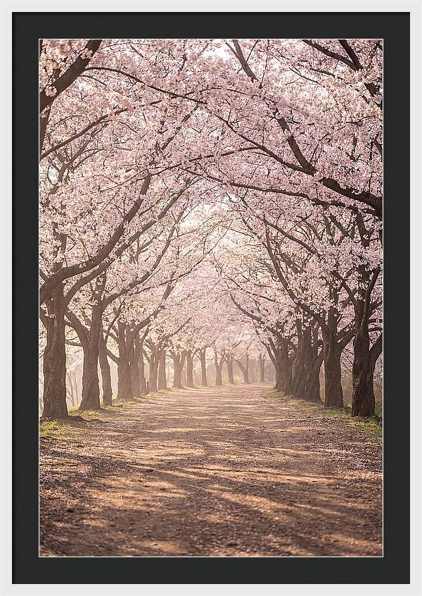 Spring Cherry Blossoms Pathway