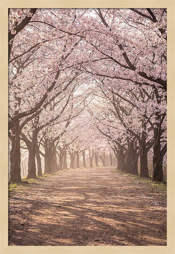 Spring Cherry Blossoms Pathway