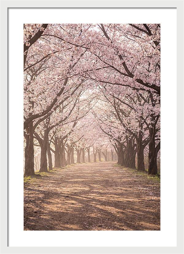 Spring Cherry Blossoms Pathway