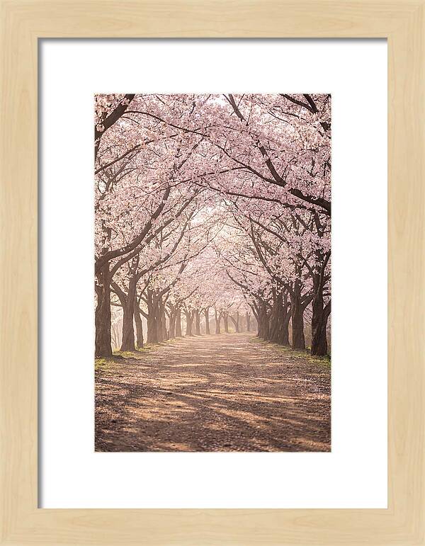 Spring Cherry Blossoms Pathway