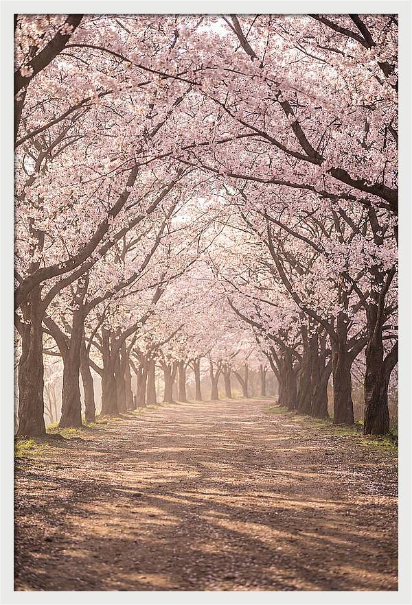 Spring Cherry Blossoms Pathway