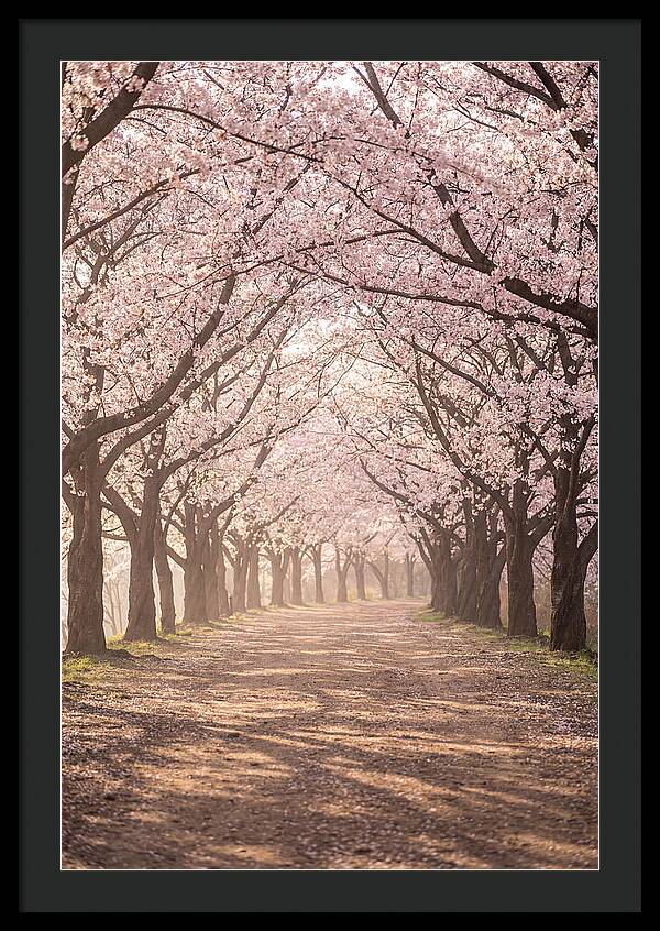 Spring Cherry Blossoms Pathway
