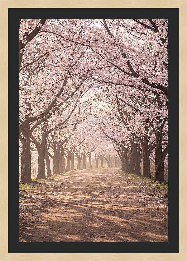 Spring Cherry Blossoms Pathway