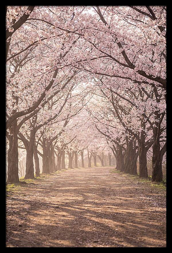 Spring Cherry Blossoms Pathway