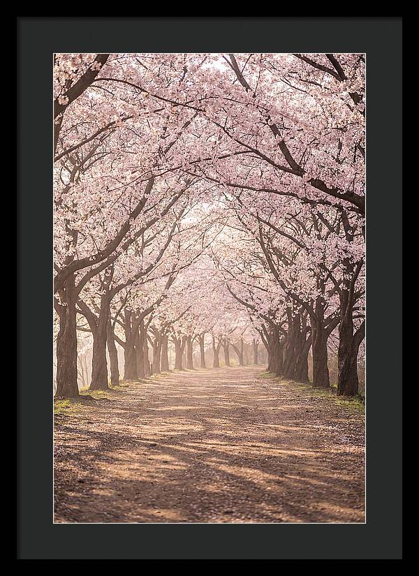 Spring Cherry Blossoms Pathway