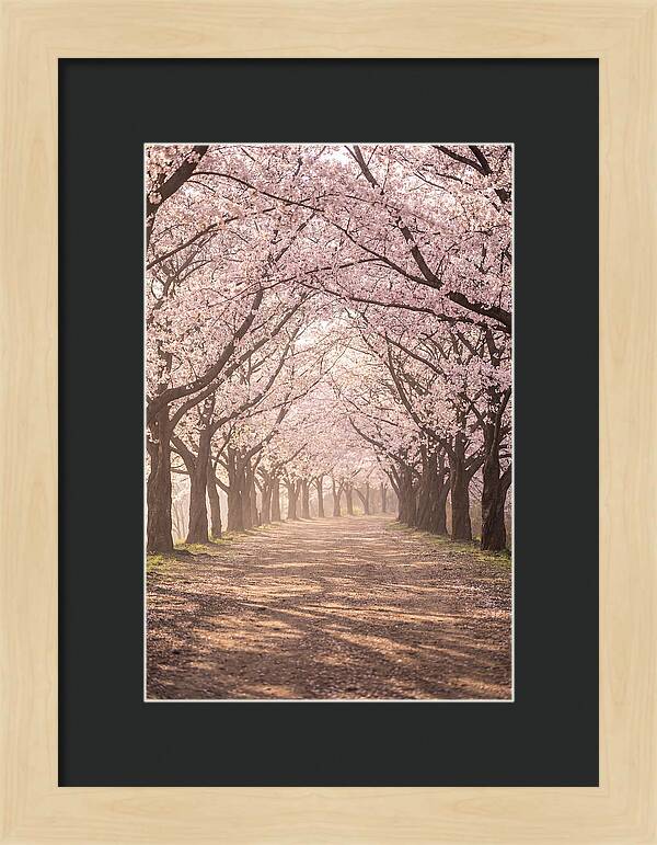 Spring Cherry Blossoms Pathway