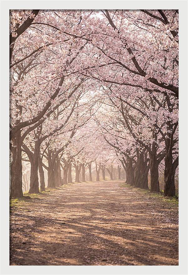 Spring Cherry Blossoms Pathway