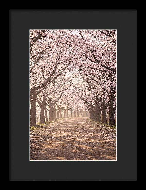 Spring Cherry Blossoms Pathway