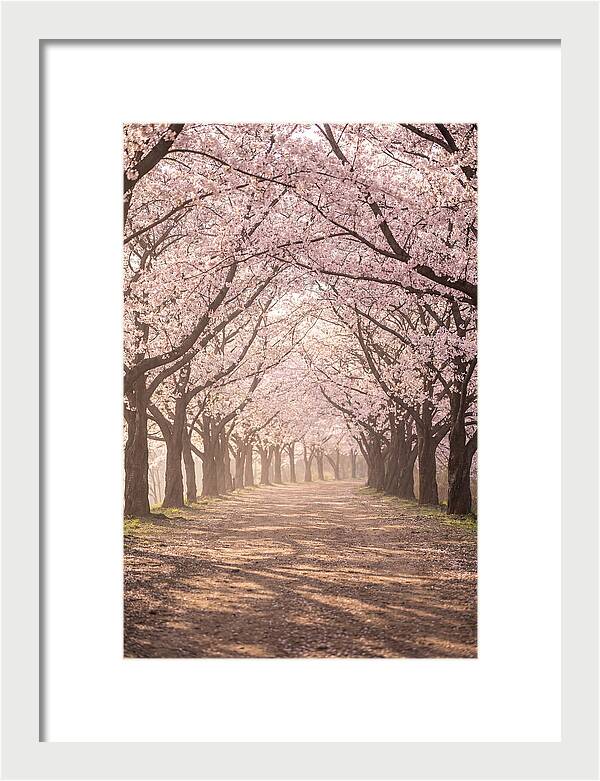 Spring Cherry Blossoms Pathway