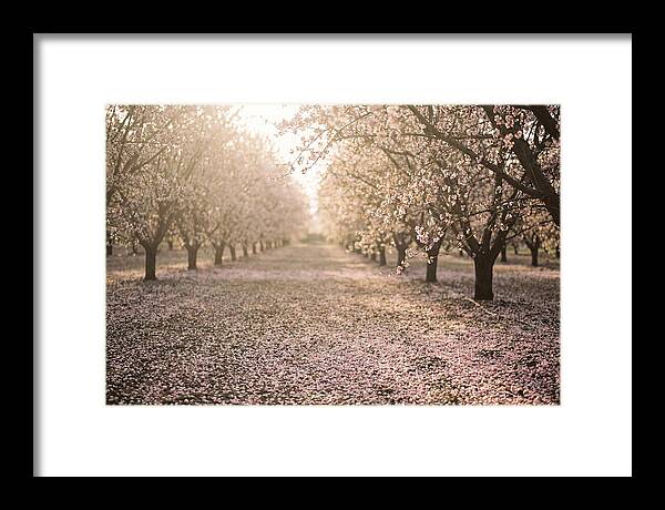 Spring Cherry Orchard Bliss