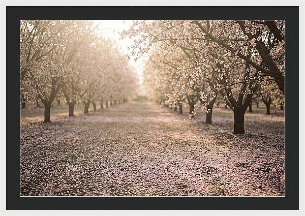 Spring Cherry Orchard Bliss
