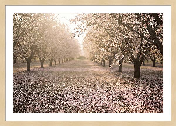 Spring Cherry Orchard Bliss