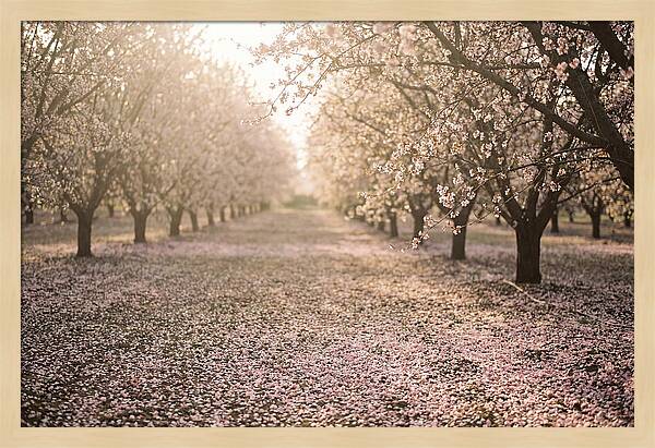 Spring Cherry Orchard Bliss