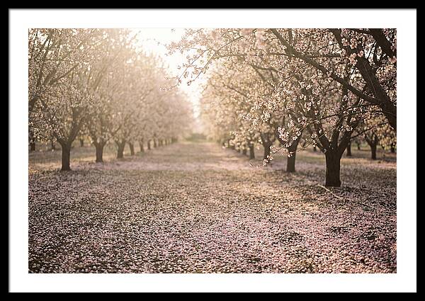 Spring Cherry Orchard Bliss