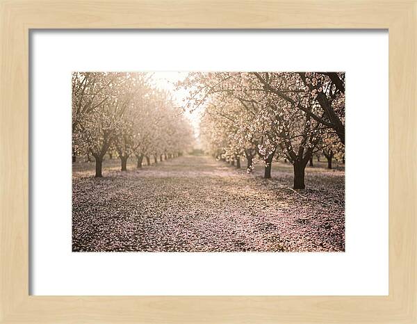 Spring Cherry Orchard Bliss