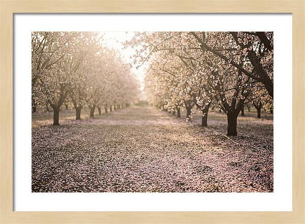 Spring Cherry Orchard Bliss