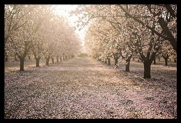 Spring Cherry Orchard Bliss