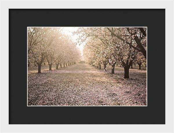 Spring Cherry Orchard Bliss