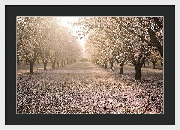 Spring Cherry Orchard Bliss