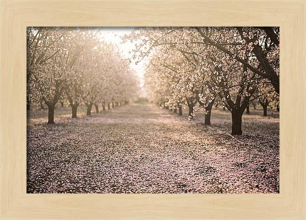 Spring Cherry Orchard Bliss