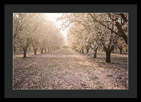 Spring Cherry Orchard Bliss