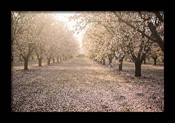 Spring Cherry Orchard Bliss