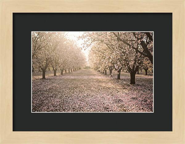 Spring Cherry Orchard Bliss