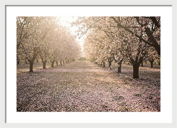 Spring Cherry Orchard Bliss
