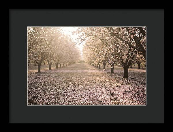 Spring Cherry Orchard Bliss